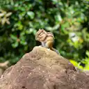 2022.06.17 散歩＠見沼グリーンセンター りすの家